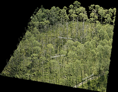 Lidar Pointcloud | Forest Damage - Apalachicola National Forest